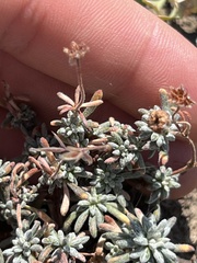 Eriogonum thymoides