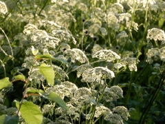 Aegopodium podagraria