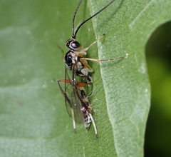 Ichneumonidae