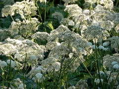Aegopodium podagraria