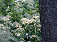 Aegopodium podagraria