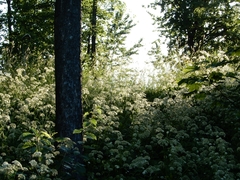 Aegopodium podagraria