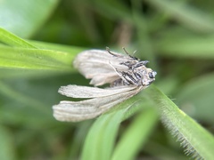 Phryganidia californica