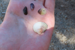 Cerastoderma glaucum