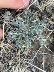 Astragalus purshii