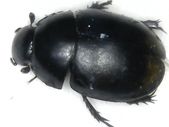 Sphaeridium bipustulatum