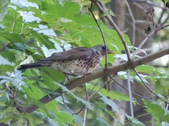 Turdus pilaris