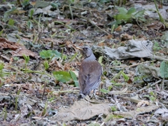Turdus pilaris