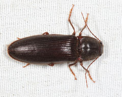 Hemicrepidius nemnonius