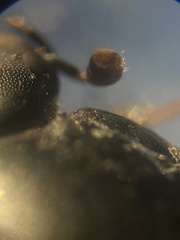 Sphaeridium bipustulatum