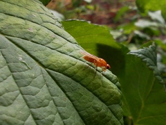 Psila fimetaria