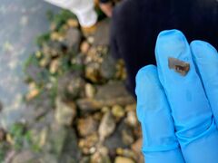 Notocomplana chierchiae