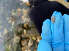 Notocomplana chierchiae