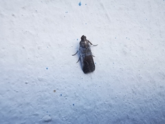 Chararica hystriculella