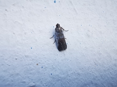 Chararica hystriculella