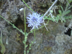 Jasione