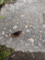 Euphydryas phaeton