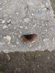 Euphydryas phaeton