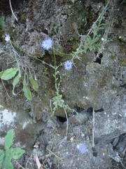 Jasione
