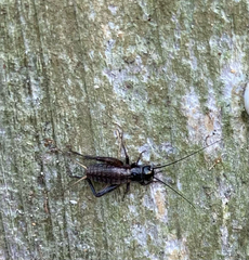 Gryllus texensis