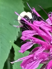 Bombus bimaculatus