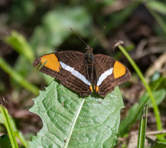 Adelpha syma