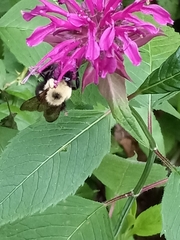 Bombus bimaculatus