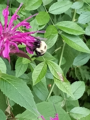 Bombus bimaculatus