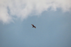 Buteo rufinus