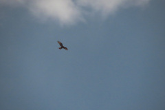 Buteo rufinus