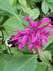 Bombus bimaculatus