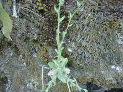 Jasione