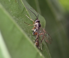 Ichneumonidae