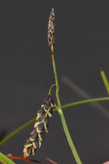 Carex pluriflora