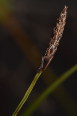 Carex pluriflora