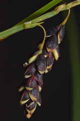 Carex pluriflora