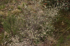 Spyridium thymifolium