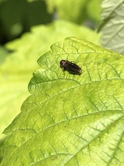 Agrilus cuprescens