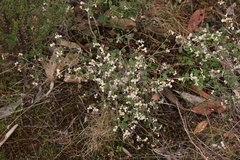 Spyridium thymifolium