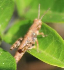 Melanoplus rotundipennis