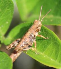 Melanoplus rotundipennis