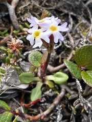 Primula mistassinica