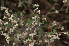 Spyridium thymifolium