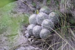 Escobaria dasyacantha