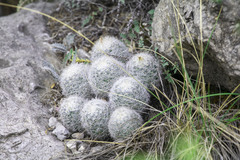 Escobaria dasyacantha