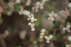 Spyridium thymifolium