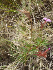 Pelargonium columbinum