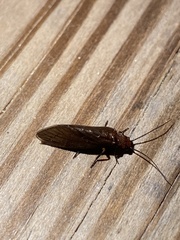 Protosialis americana