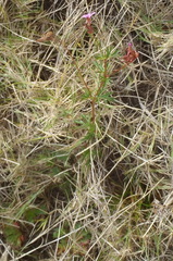 Pelargonium columbinum