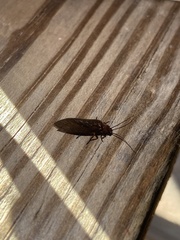 Protosialis americana